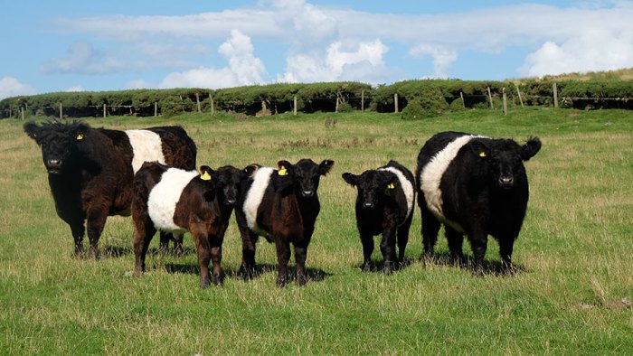 Cow galloway belted cows galloways oreo bulls weiße flecken abzeichen gestattet weißer füßen durchgehend