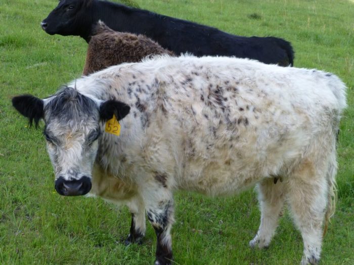 Belted galloway livestockpedia